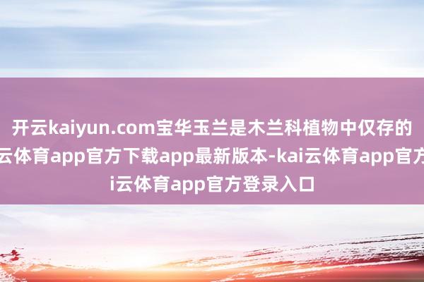 开云kaiyun.com宝华玉兰是木兰科植物中仅存的纯种-kai云体育app官方下载app最新版本-kai云体育app官方登录入口