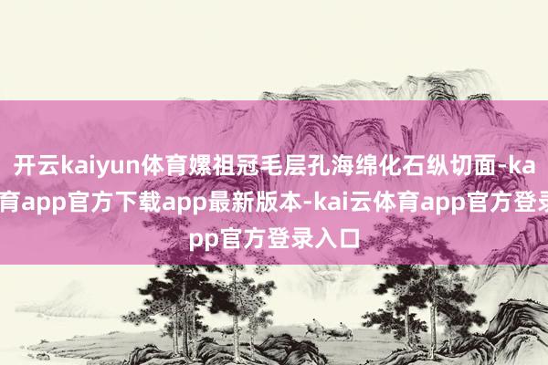 开云kaiyun体育嫘祖冠毛层孔海绵化石纵切面-kai云体育app官方下载app最新版本-kai云体育app官方登录入口